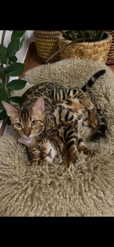 Zwei liebe Bengalkater (Geschwister, 6 Monate) suchen ein liebevolles Zuhause