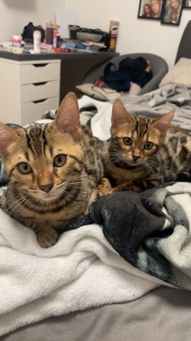 Zwei liebe Bengalkater (Geschwister, 6 Monate) suchen ein liebevolles Zuhause