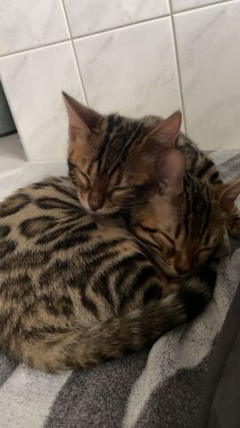 Zwei liebe Bengalkater (Geschwister, 6 Monate) suchen ein liebevolles Zuhause