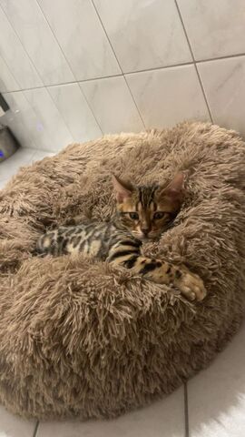 Zwei liebe Bengalkater (Geschwister, 6 Monate) suchen ein liebevolles Zuhause