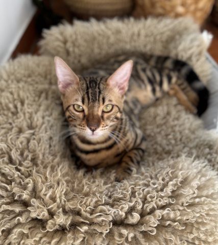 Zwei liebe Bengalkater (Geschwister, 6 Monate) suchen ein liebevolles Zuhause