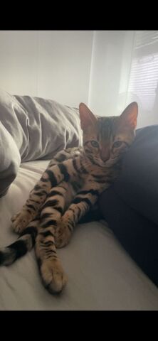 Zwei liebe Bengalkater (Geschwister, 6 Monate) suchen ein liebevolles Zuhause