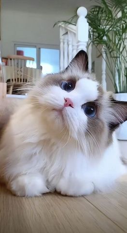 Ragdoll-Kätzchen (weiblich) und weitere Angebote finden Sie auf unserer Website