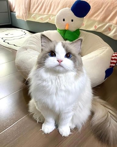 Ragdoll-Kätzchen (weiblich) und weitere Angebote finden Sie auf unserer Website