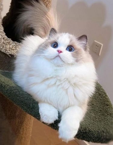 Ragdoll-Kätzchen (weiblich) und weitere Angebote finden Sie auf unserer Website