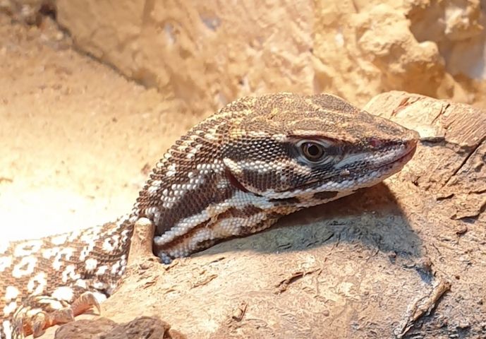 Verkaufe Stachelschwanzwaran