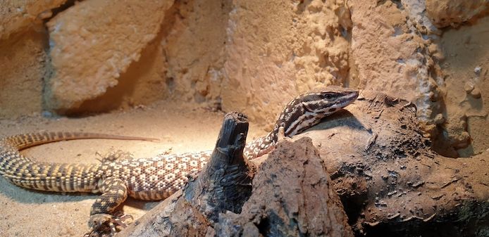 Verkaufe Stachelschwanzwaran