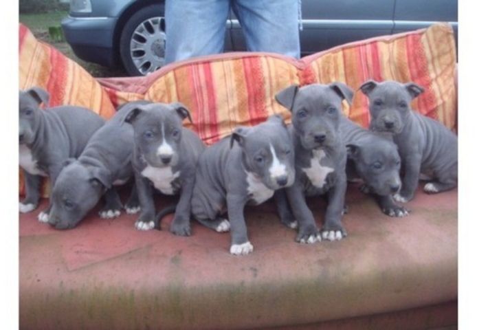 American Blue-Line Pit Bull Terrier Welpen W M