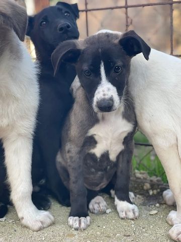 Ariel, a.d.Tierschutz, sucht liebes Zuhause