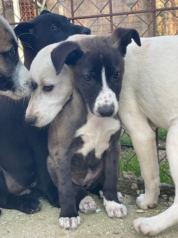 Ariel, a.d.Tierschutz, sucht liebes Zuhause