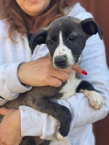 Ariel, a.d.Tierschutz, sucht liebes Zuhause