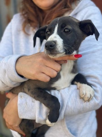 Ariel, a.d.Tierschutz, sucht liebes Zuhause