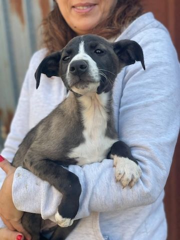 Ariel, a.d.Tierschutz, sucht liebes Zuhause