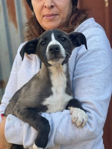 Ariel, a.d.Tierschutz, sucht liebes Zuhause