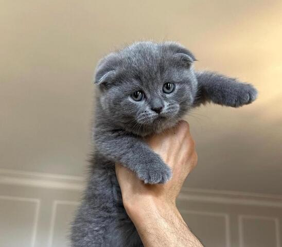 Reinrassige Scottish-Fold-Kätzchen zu verkaufen