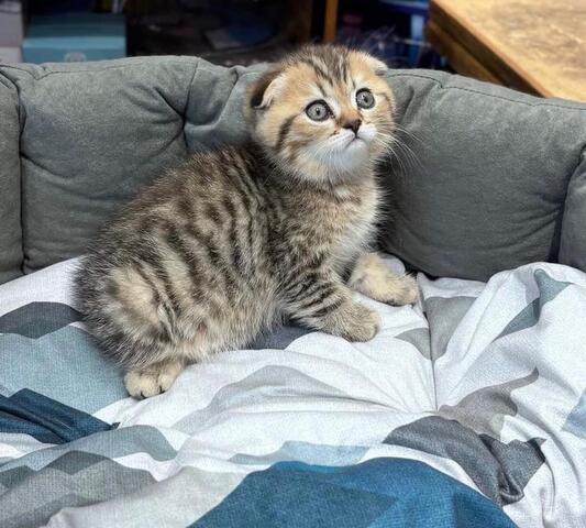Reinrassige Scottish-Fold-Kätzchen zu verkaufen