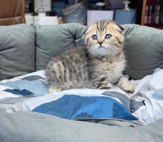 Reinrassige Scottish-Fold-Kätzchen zu verkaufen