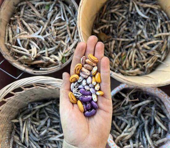 Bohnensamen zu verkaufen