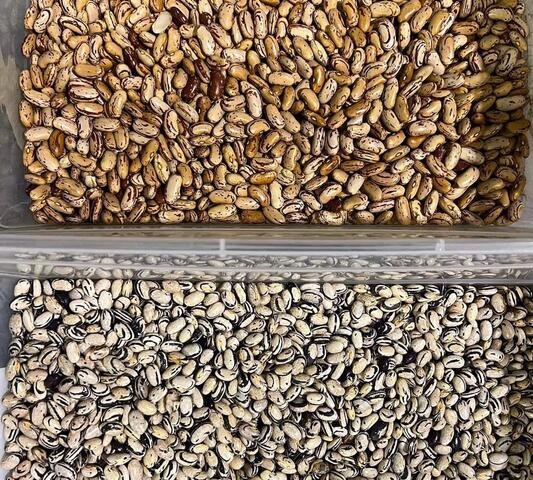 Bohnensamen zu verkaufen