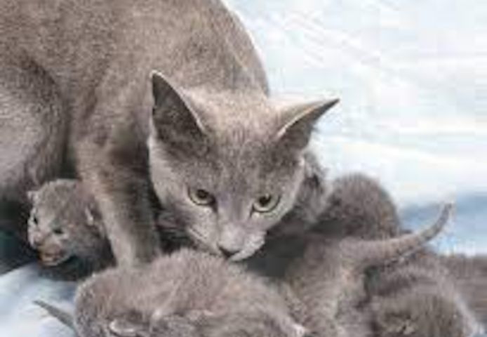 Russian blueKätzchen