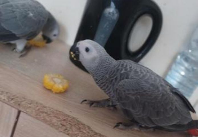 Afrikanische Graupapageien