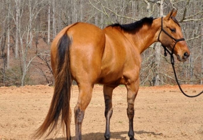 Friesenstute zu verkaufen.