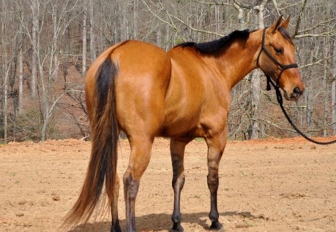 Friesenstute zu verkaufen.