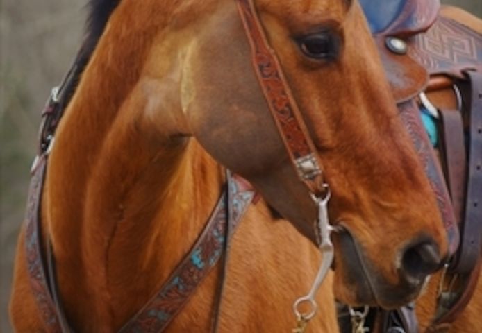 Friesenstute zu verkaufen.