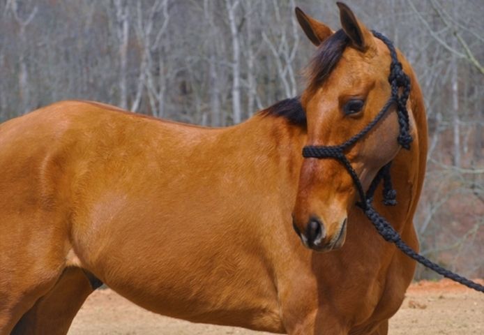 Friesenstute zu verkaufen.