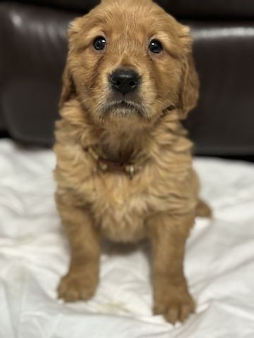 Wunderschöner Golden Retriever zu verkaufen