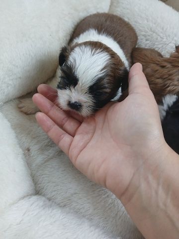 Imperial Shih Tzu Welpen zu verkaufen