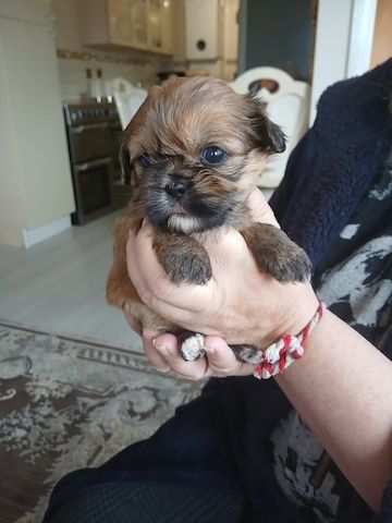 Imperial Shih Tzu Welpen zu verkaufen