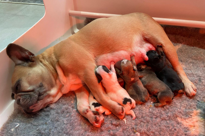 Hochwertige Französische Bulldogge abzugeben