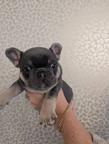 Hochwertige Französische Bulldogge abzugeben