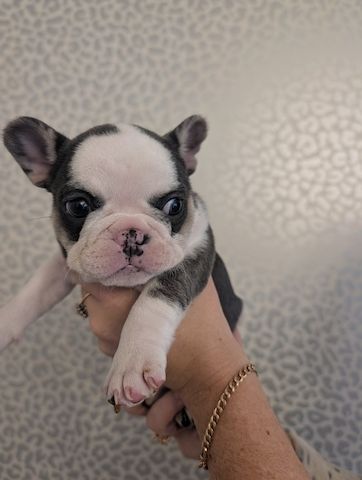 Hochwertige Französische Bulldogge abzugeben