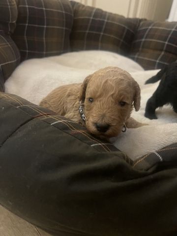 Zwergpudelwelpen zu verkaufen