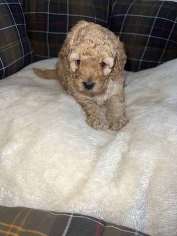 Zwergpudel zu verkaufen