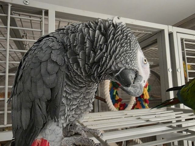 sprechender Graupapagei und Rotrückenara-beides Männchen