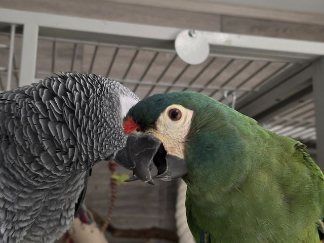 sprechender Graupapagei und Rotrückenara-beides Männchen