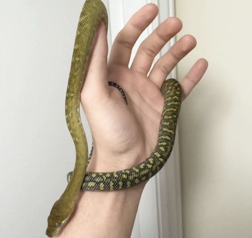 Molukkenpython – Simalia Clastolepis