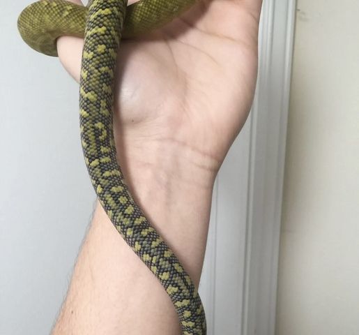 Molukkenpython – Simalia Clastolepis