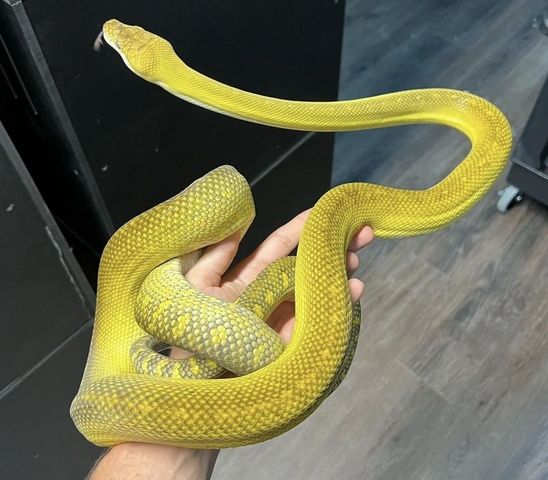 Molukkenpython – Simalia Clastolepis