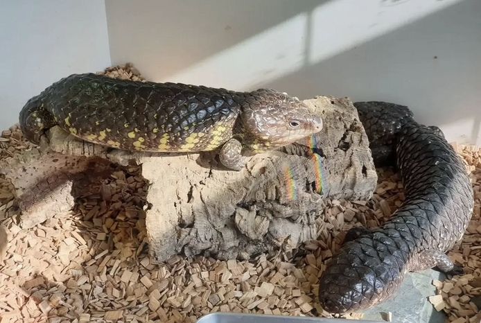 Schindelrückenechse – Tiliqua Rugosa