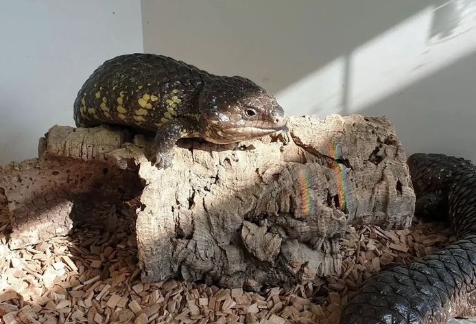 Schindelrückenechse – Tiliqua Rugosa