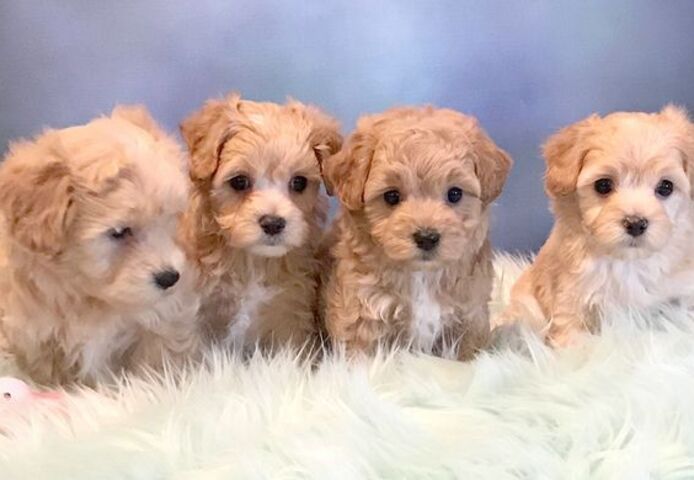 Maltipoo Welpen