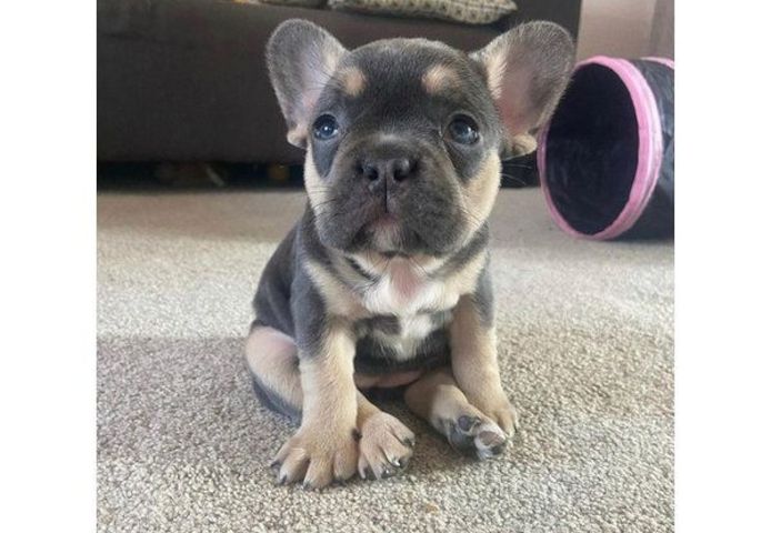 Französische Bulldogge Welpen