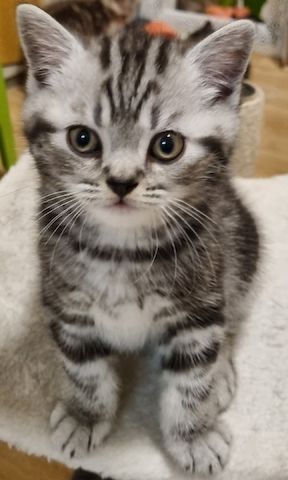 BKH Kitten Katze Baby