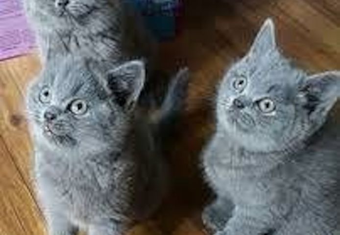 Britisch Kurzhaar (männlich und weiblich)