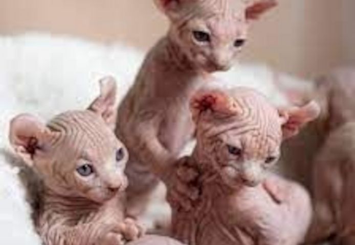 Sphynx-Kätzchen zu verkaufen