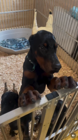 Gesunde Dobermann Welpen mit geprüften Elterntieren